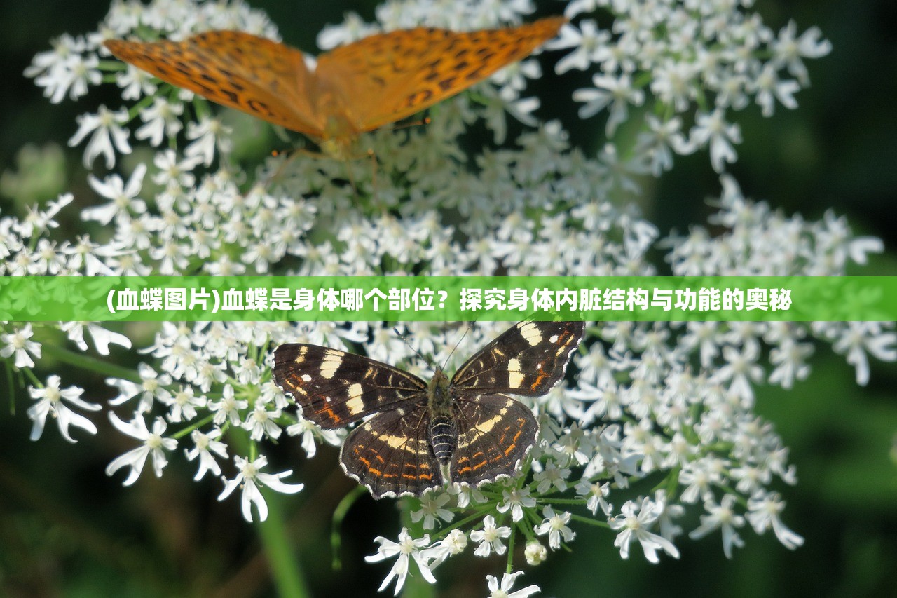 江左梅郎澳门正版资料2023年最新|实践数据解释落实_开发版.1.592
