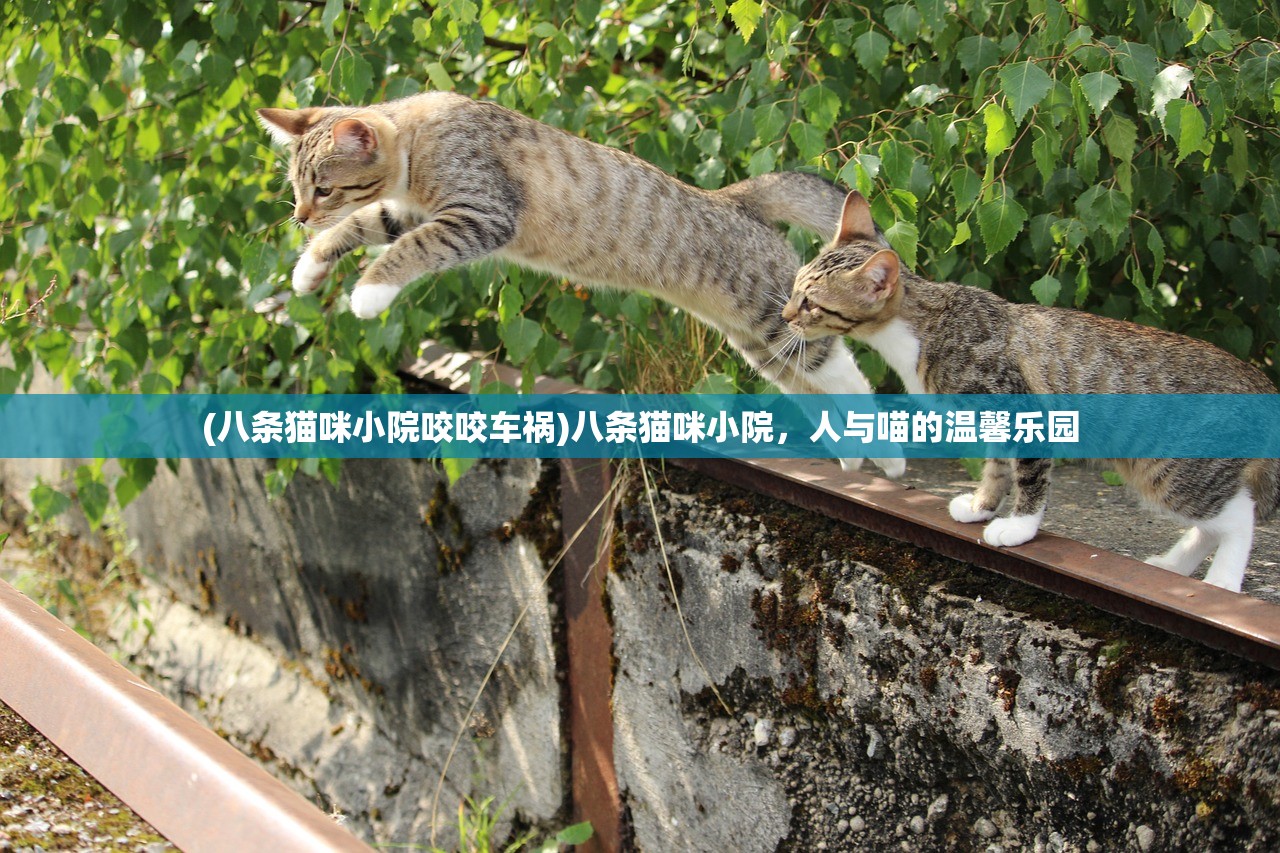 (八条猫咪小院咬咬车祸)八条猫咪小院,人与喵的温馨乐园 (八条猫咪小院咬咬车祸)八条猫咪小院,人与喵的温馨乐园