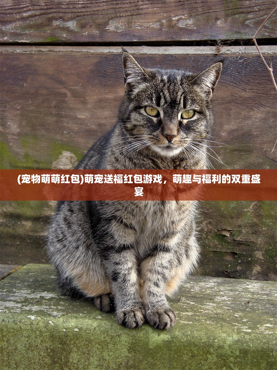 (宠物萌萌红包)萌宠送福红包游戏，萌趣与福利的双重盛宴
