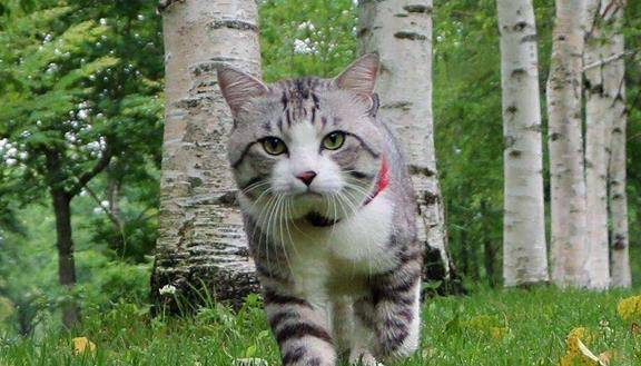 猫与朋友正版免费(暂未上线)-猫与朋友全解锁最新版2024下载v.8.93 猫与朋友正版免费(暂未上线)-猫与朋友全解锁最新版2024下载v.8.93