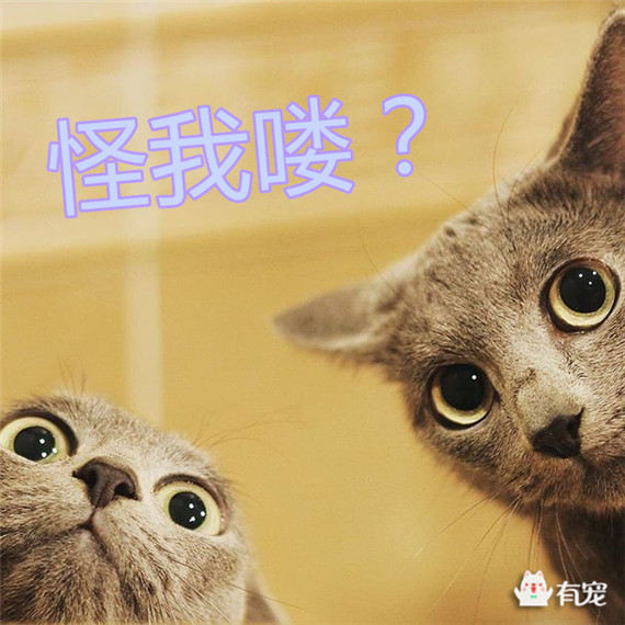 猫与朋友正版免费(暂未上线)-猫与朋友全解锁最新版2024下载v.8.93 猫与朋友正版免费(暂未上线)-猫与朋友全解锁最新版2024下载v.8.93