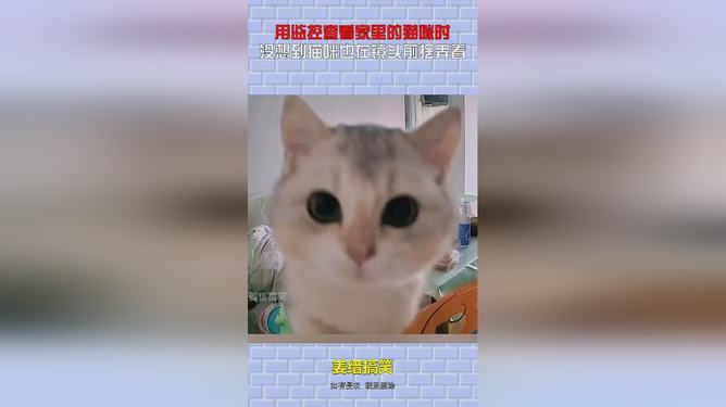 猫咪大作战监控人模组汉化版下载安装-猫咪大作战监控人模组无限金币内购版下载v.4.43